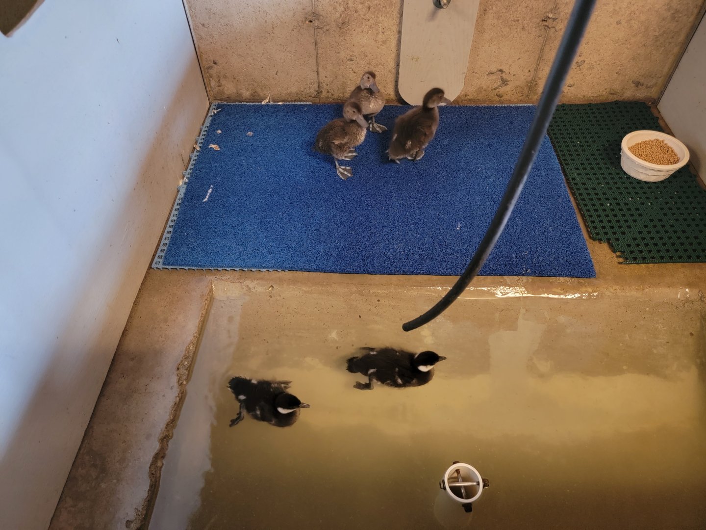 Ripley Waterfowl Conservancy - Unknown ducklings being introduced to water