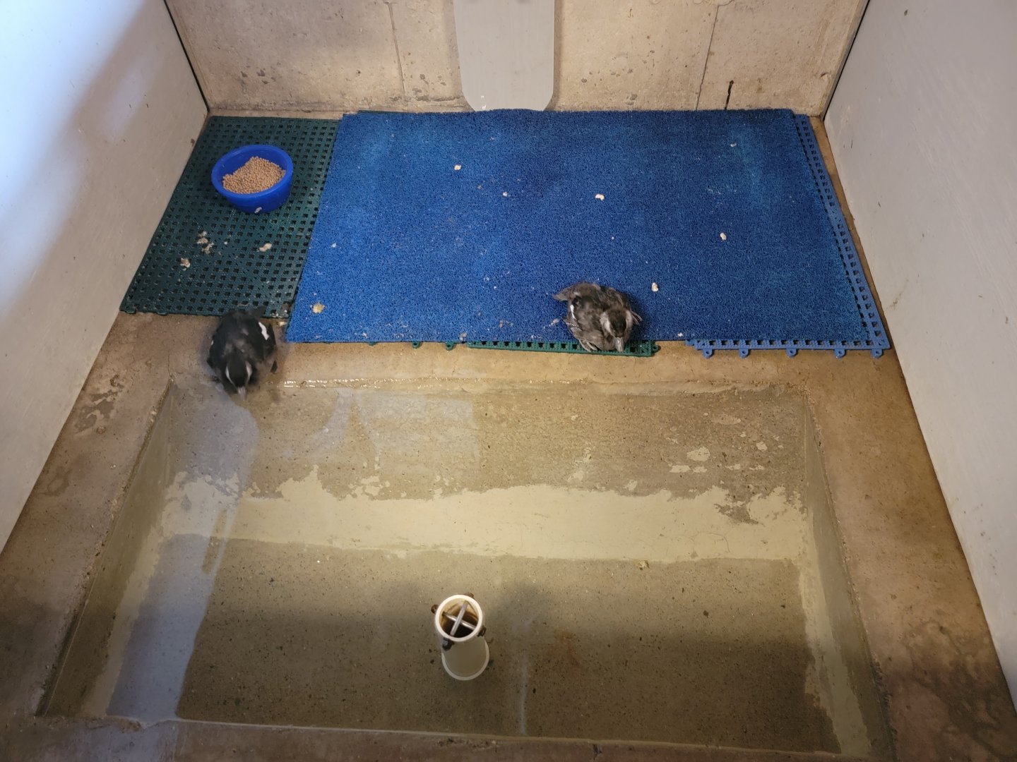 Ripley Waterfowl Conservancy - Unknown ducklings being introduced to water