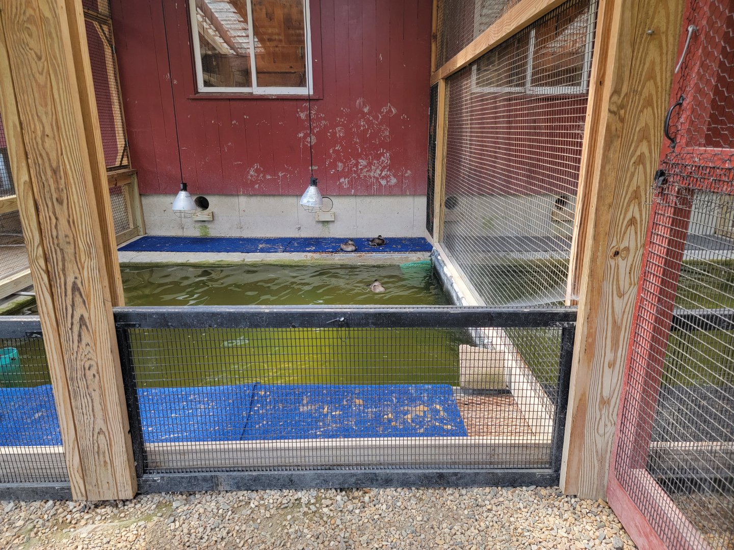 Ripley Waterfowl Conservancy - Unknown ducklings