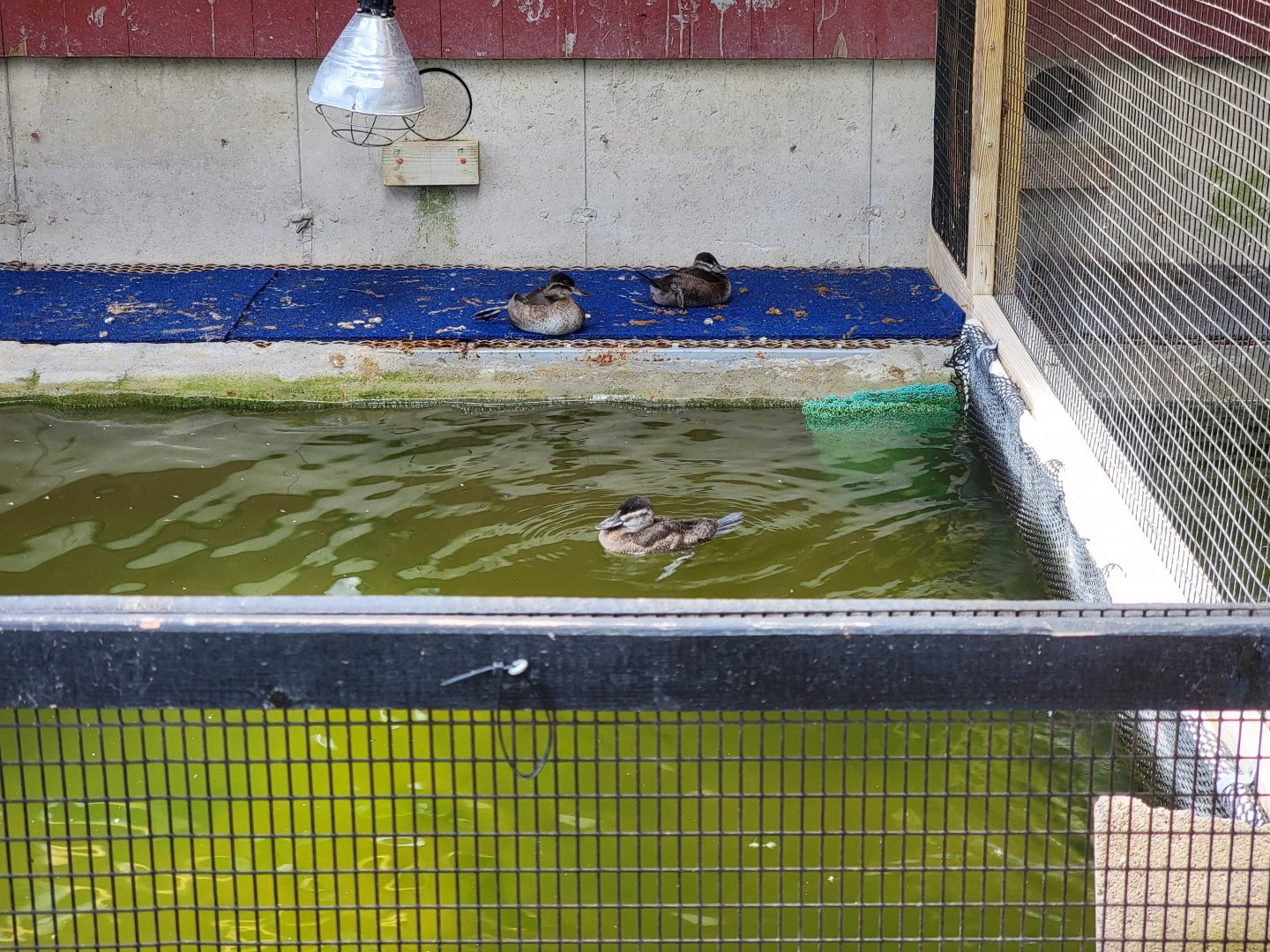 Ripley Waterfowl Conservancy - Unknown ducklings