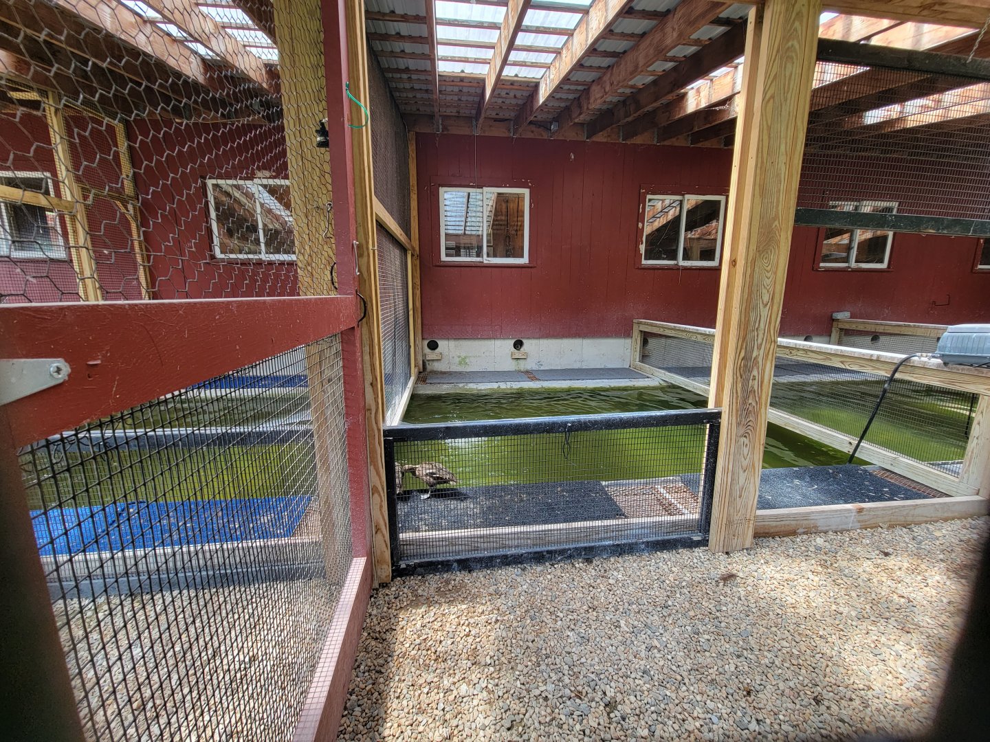 Ripley Waterfowl Conservancy - Unknown ducklings