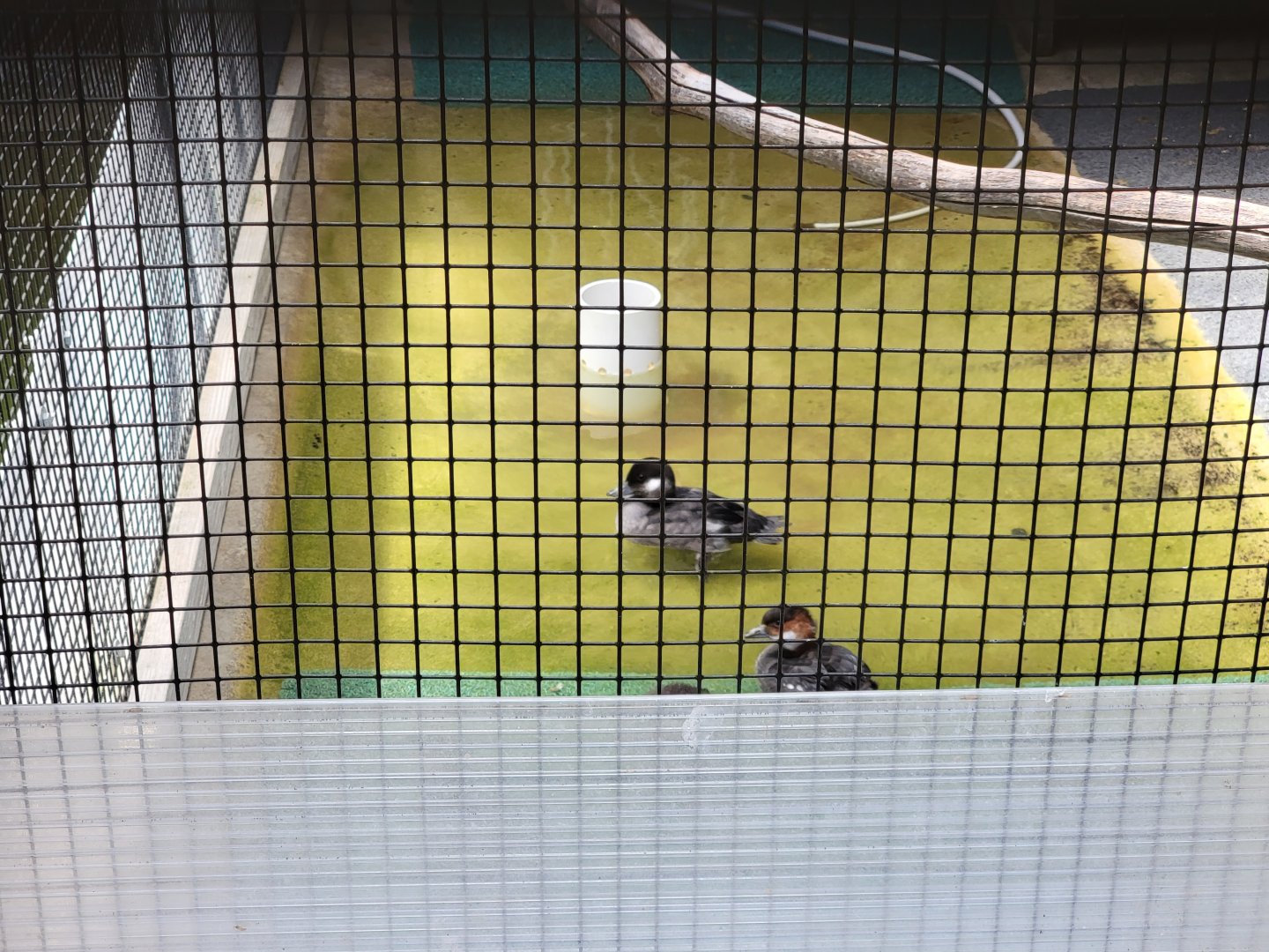 Ripley Waterfowl Conservancy - Unknown ducklings