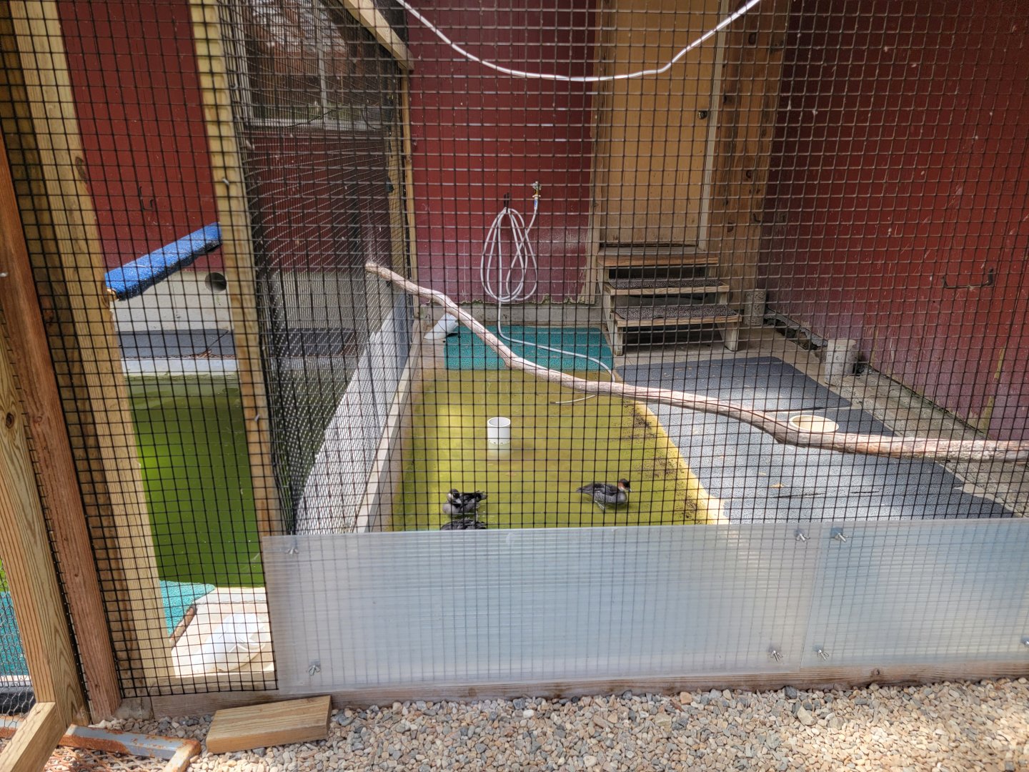 Ripley Waterfowl Conservancy - Unknown ducklings