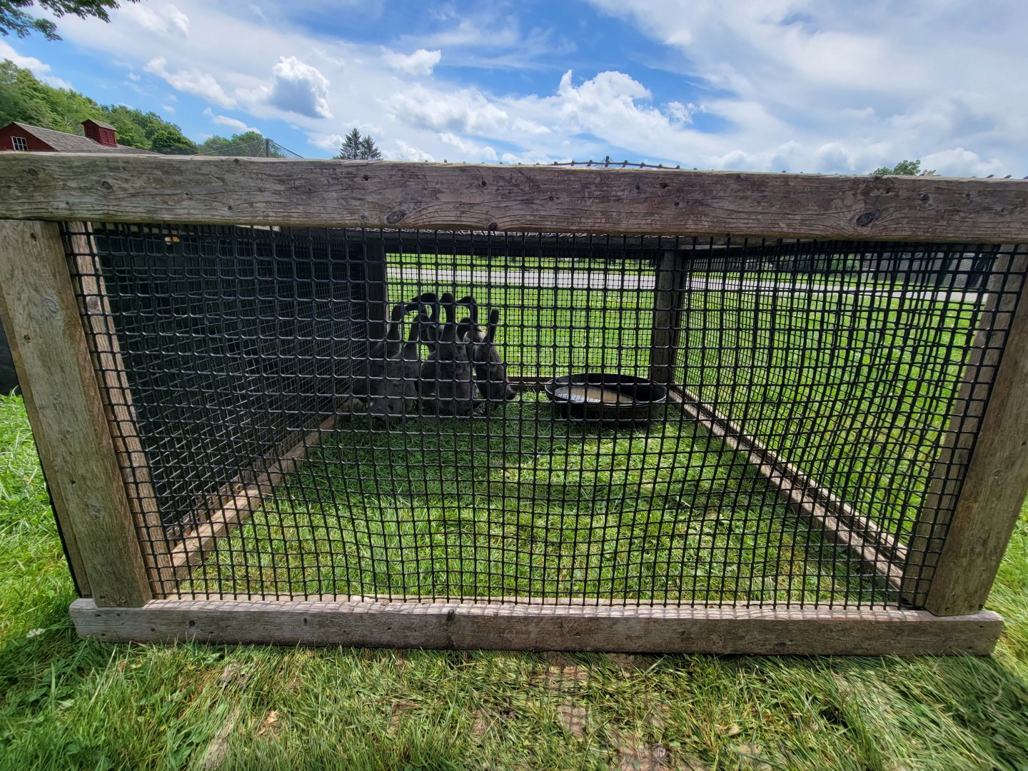 Ripley Waterfowl Conservancy - Unknown ducklings