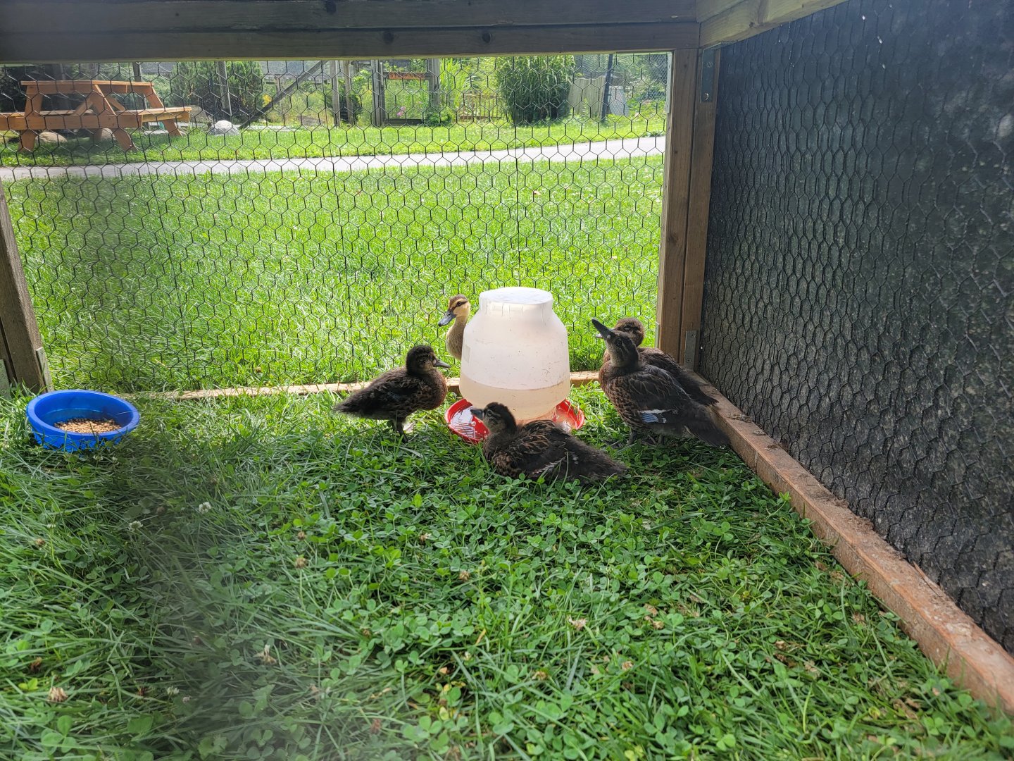 Ripley Waterfowl Conservancy - Unknown ducklings