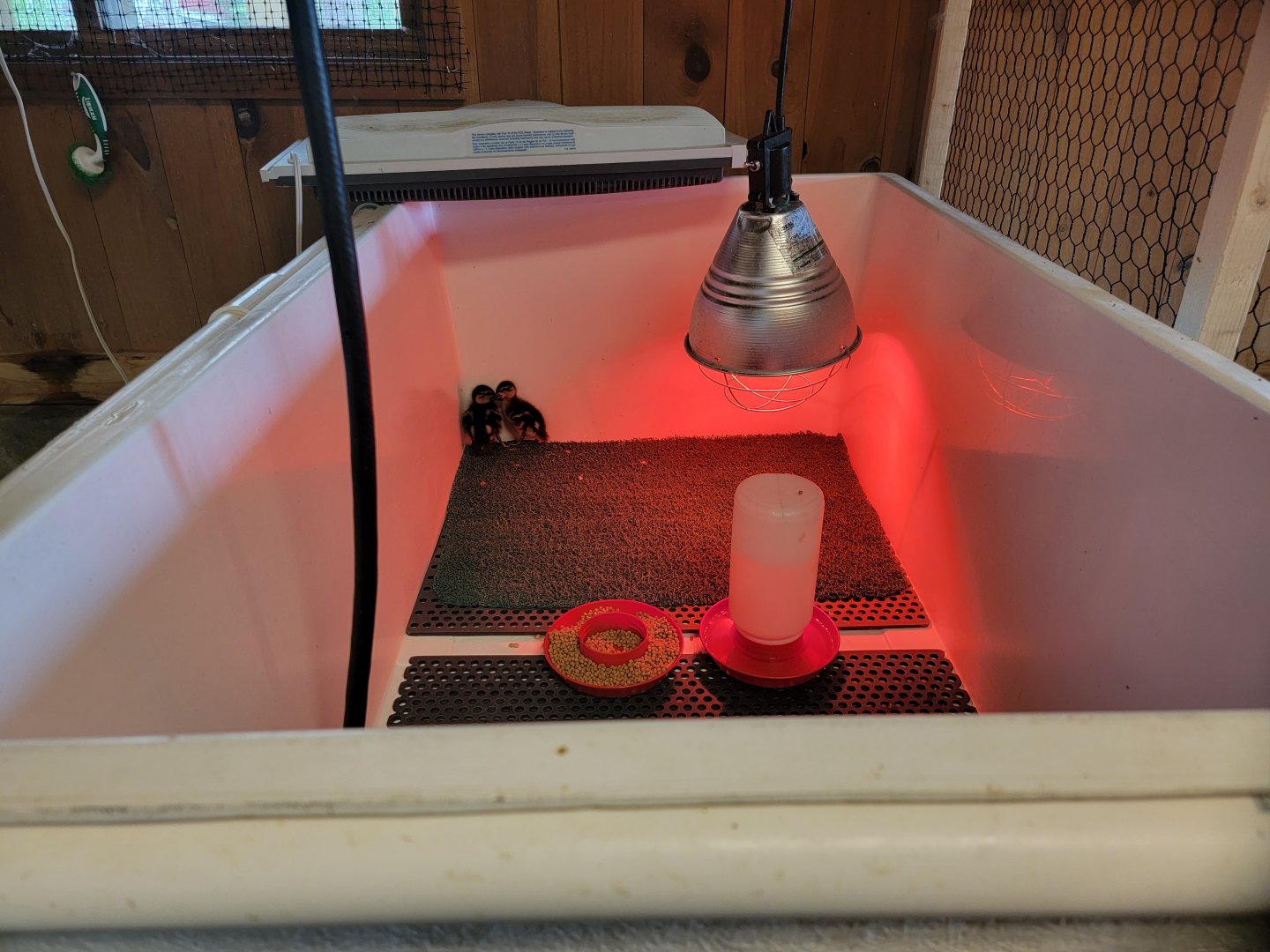 Ripley Waterfowl Conservancy - Unknown newborn ducklings