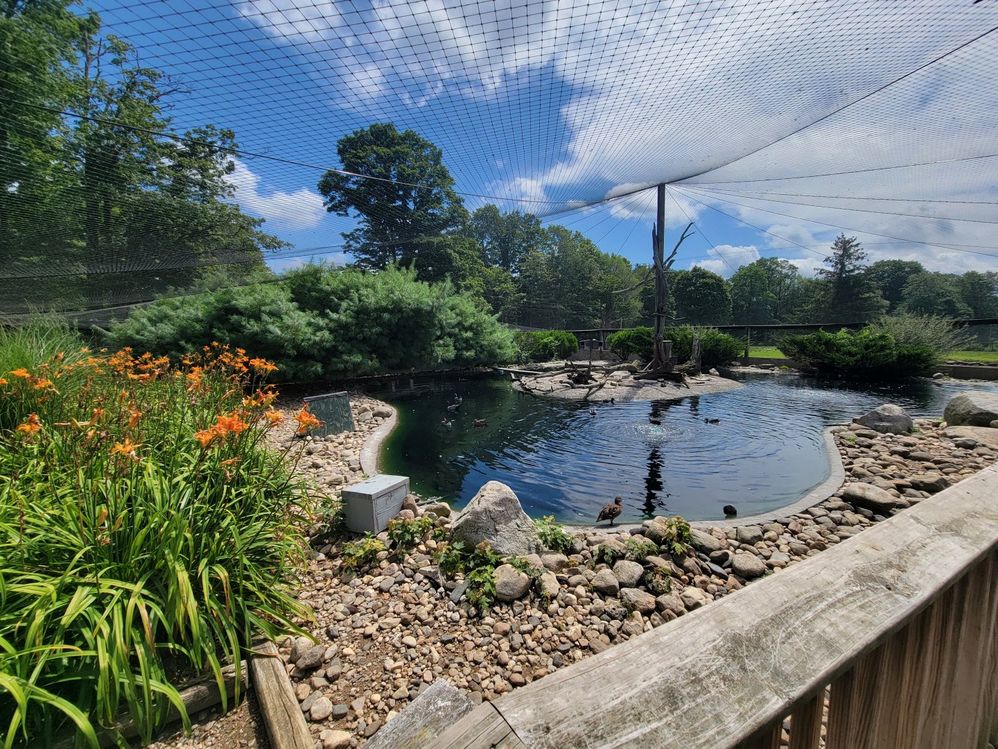 Ripley Waterfowl Conservancy - Walkthrough aviary 2