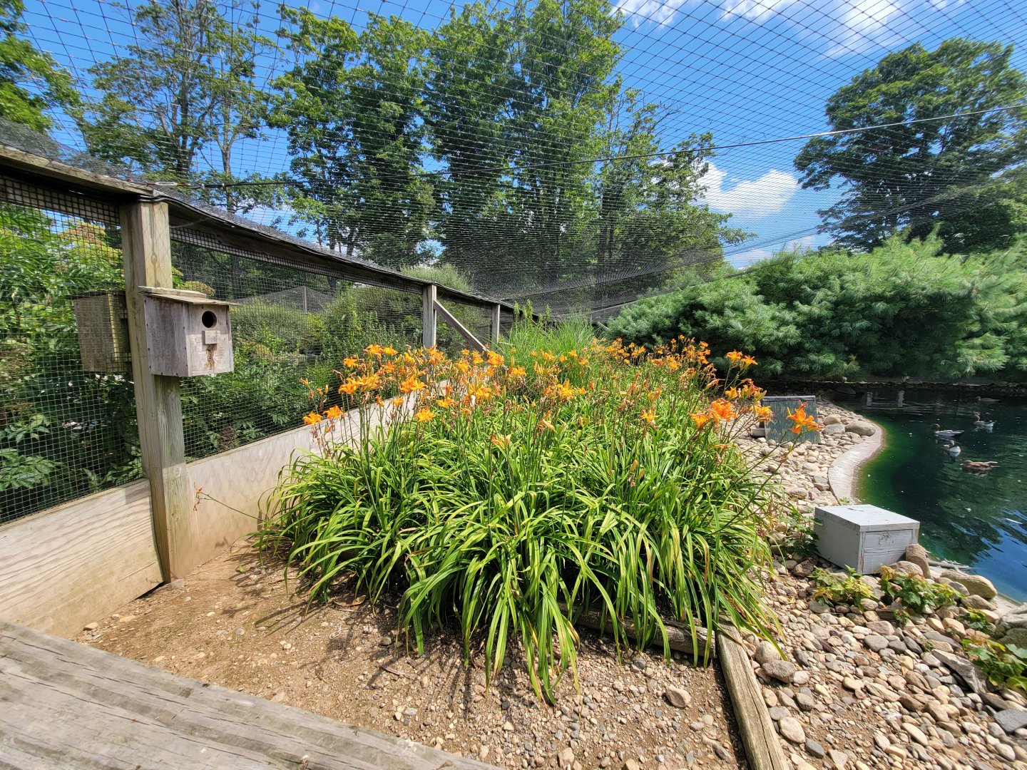 Ripley Waterfowl Conservancy - Walkthrough aviary 2