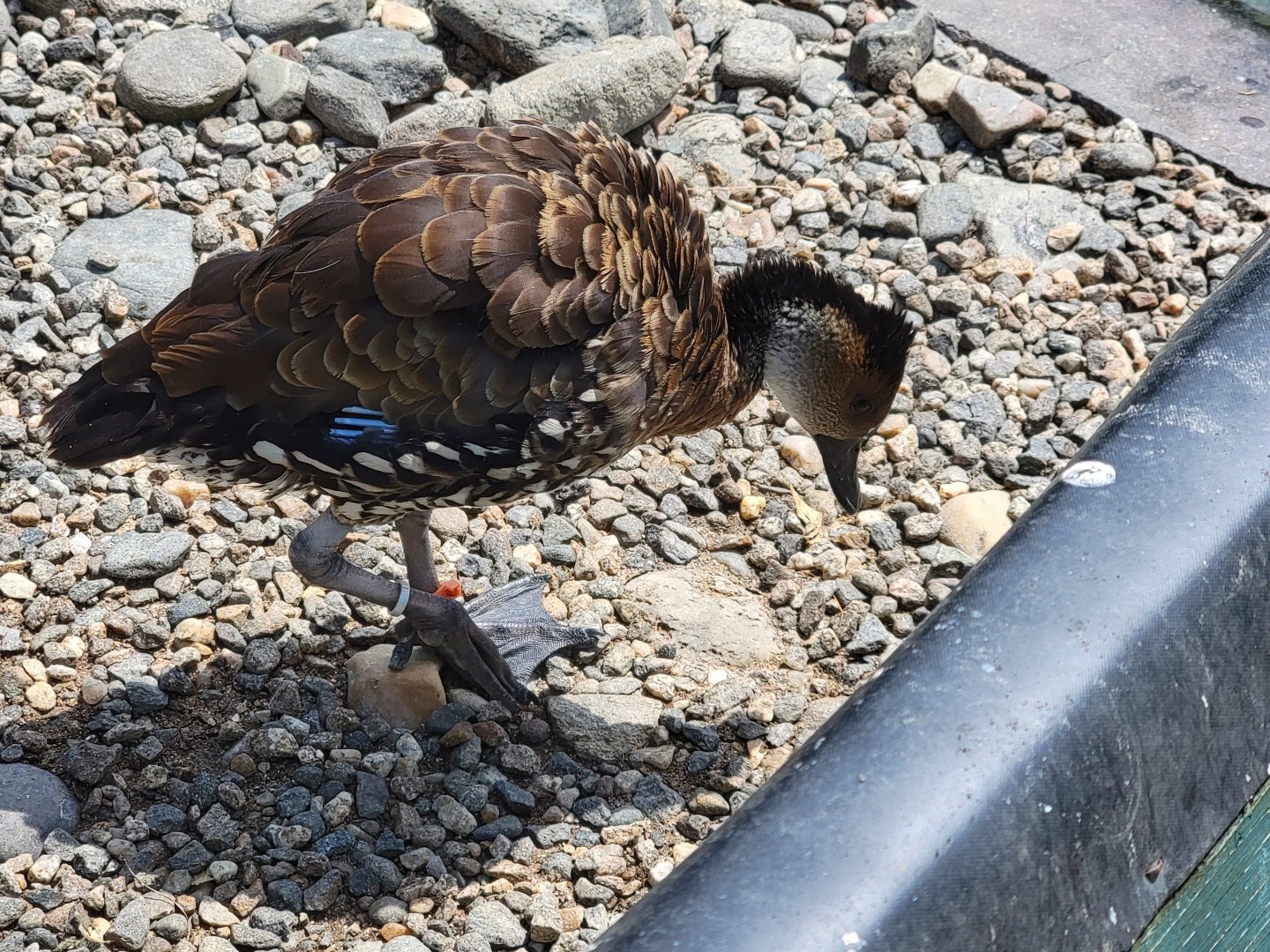 Ripley Waterfowl Conservancy - West Indian whistling duck