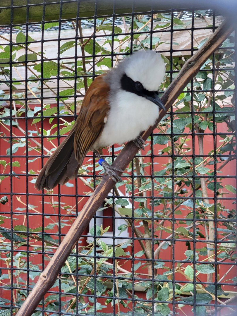 Ripley Waterfowl Conservancy - White-crested laughingthrush