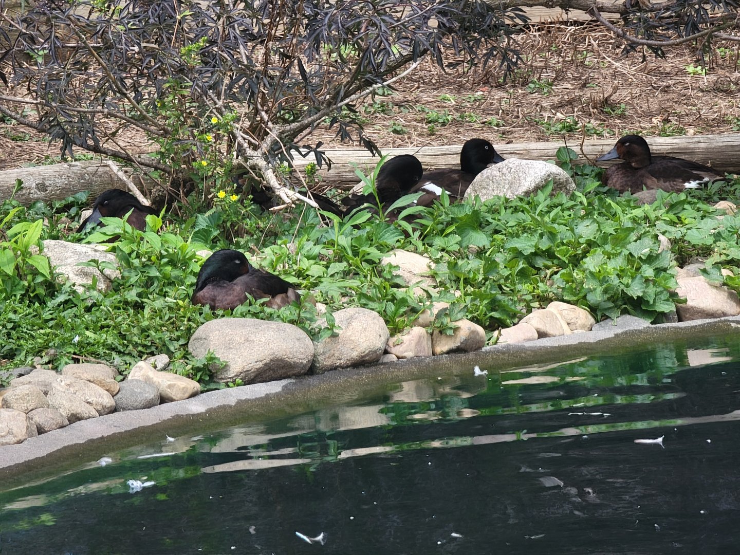 Ripley Waterfowl Conservancy -