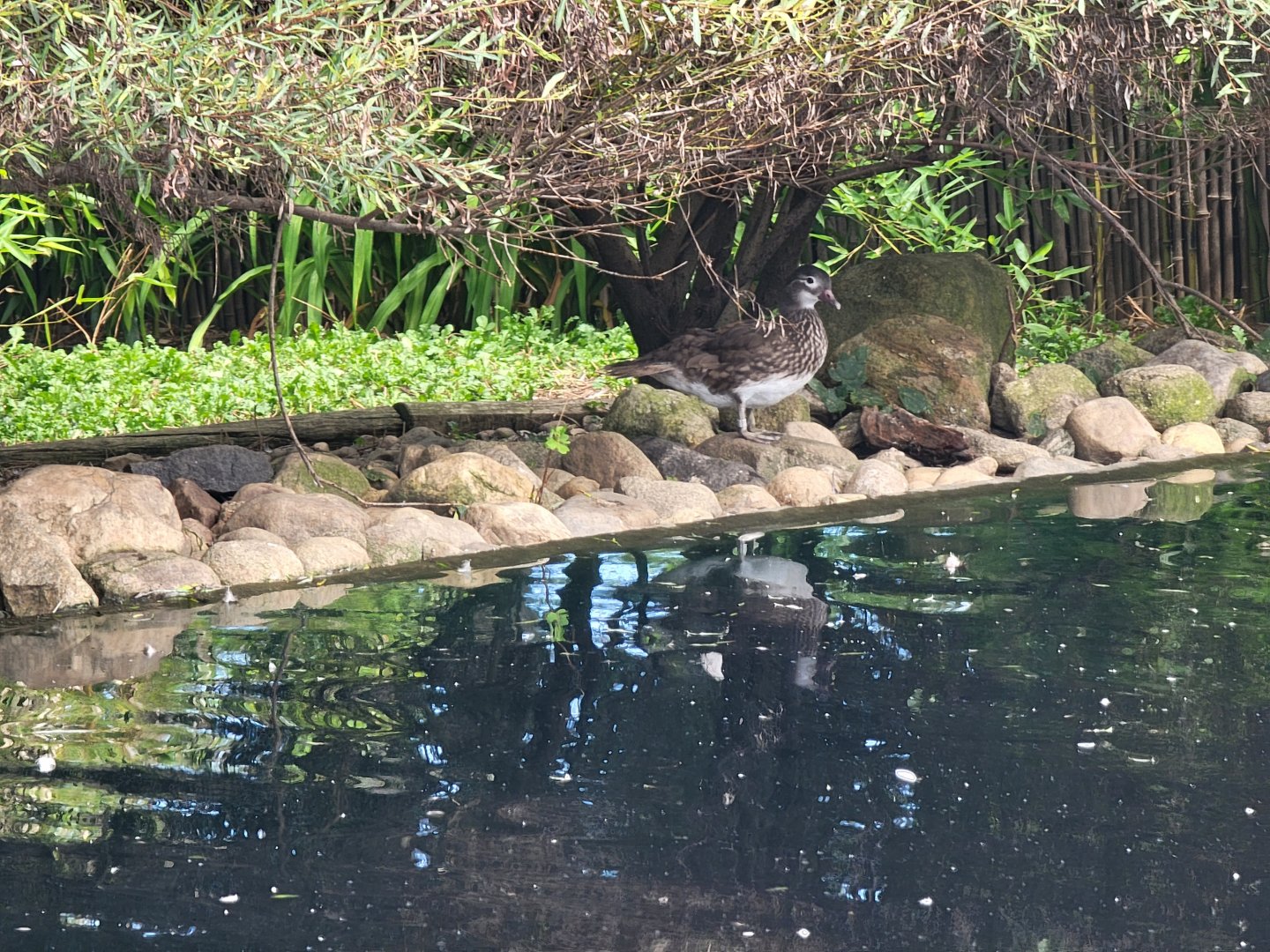 Ripley Waterfowl Conservancy -