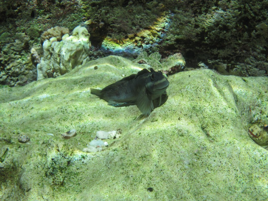 Rippled Rockskipper (Istiblennius edentulus)