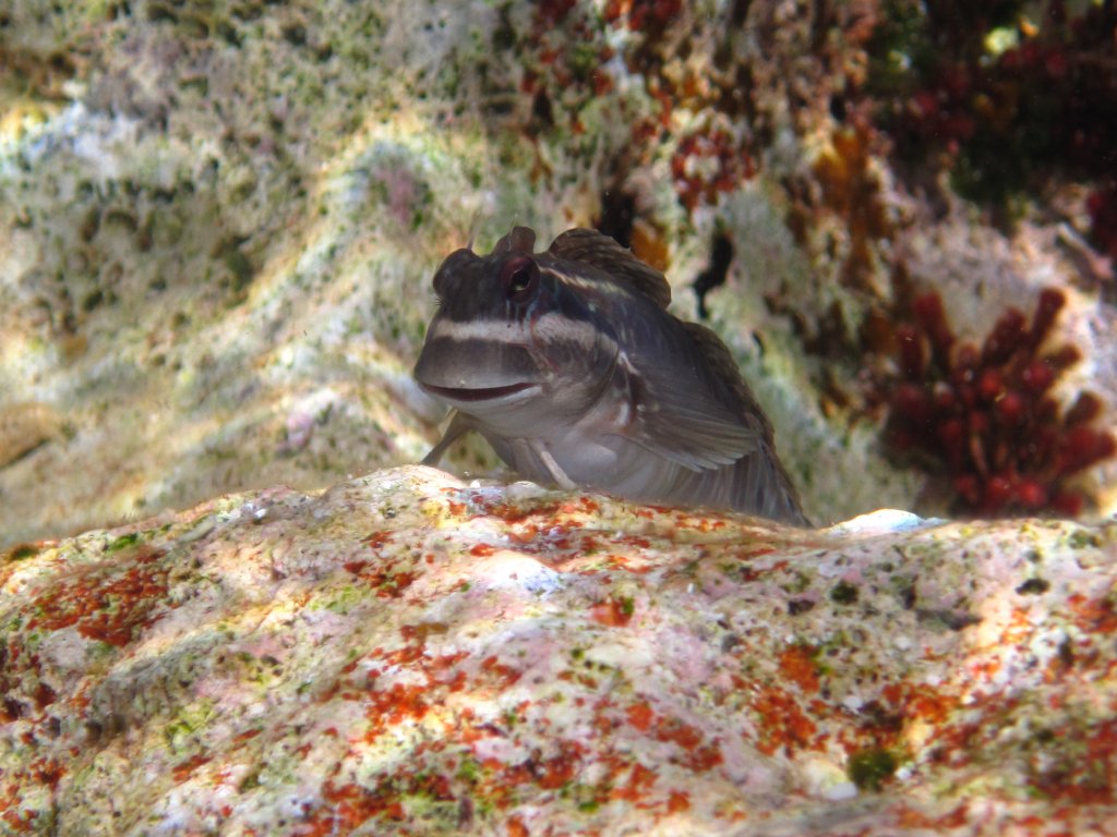 Rippled Rockskipper (Istiblennius edentulus)