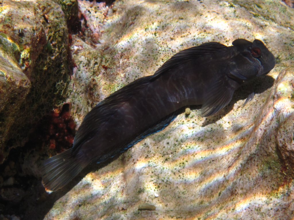 Rippled Rockskipper (Istiblennius edentulus)