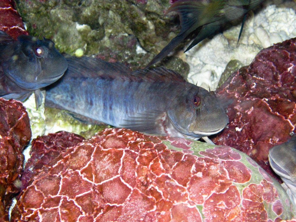 Rippled Rockskipper (Istiblennius edentulus)