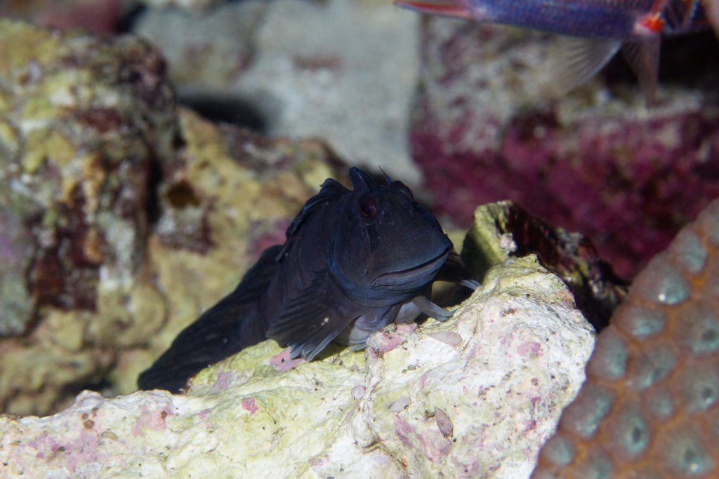 Rippled Rockskipper (Istiblennius edentulus)