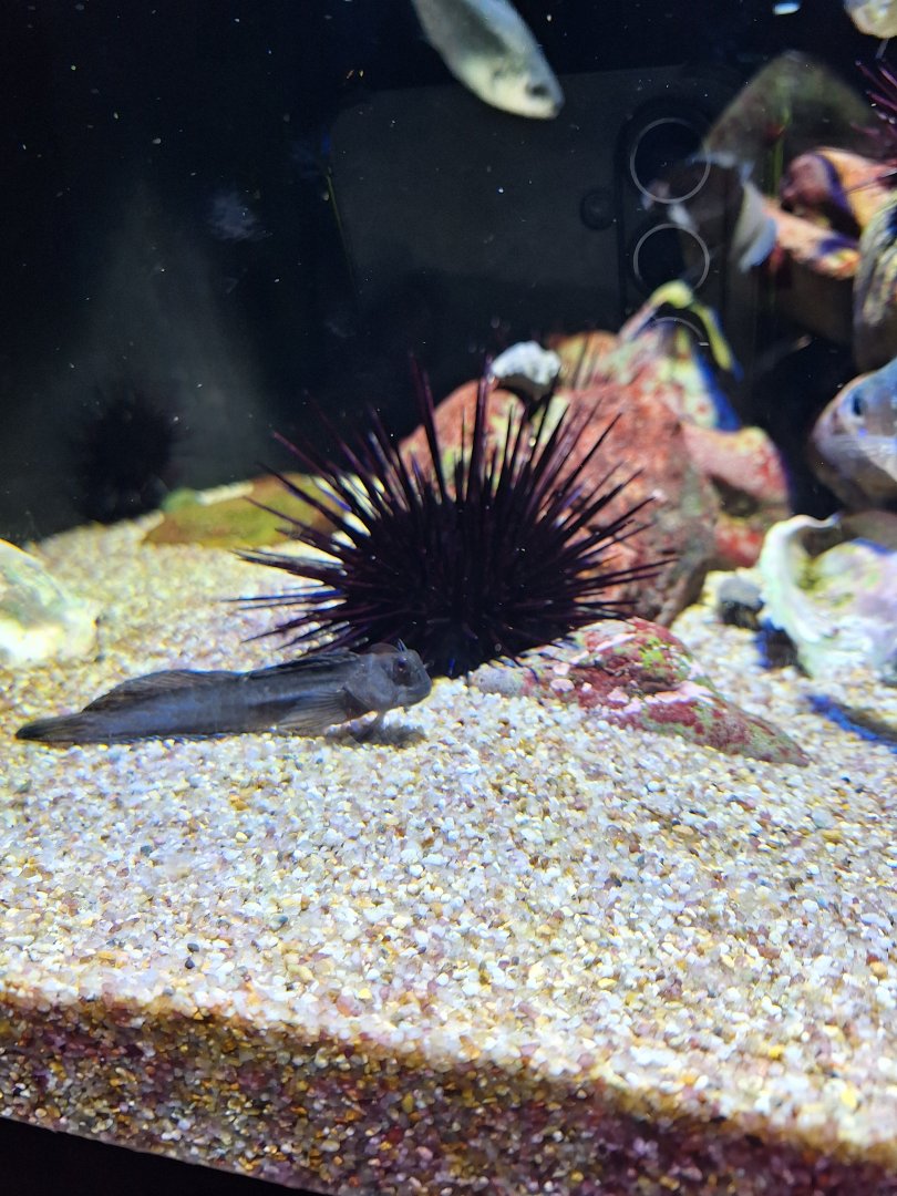Rippled rockskipper (Istiblennius edentulus)