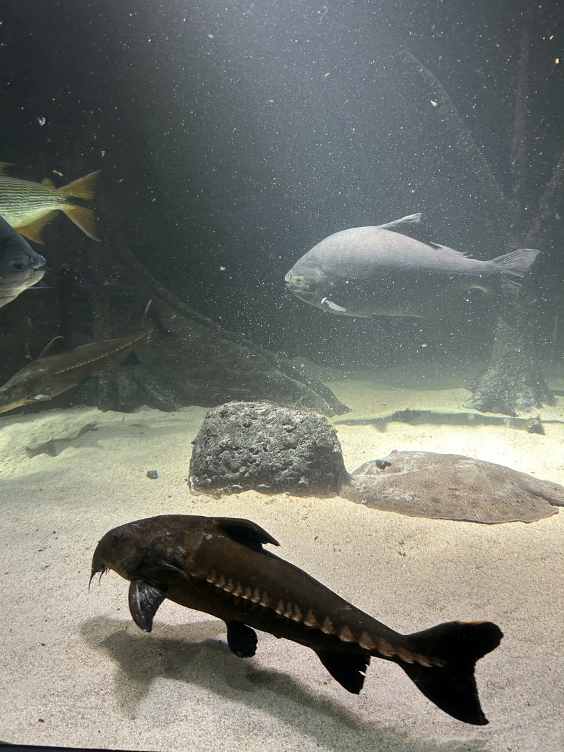 Ripsaw catfish and black pacu
