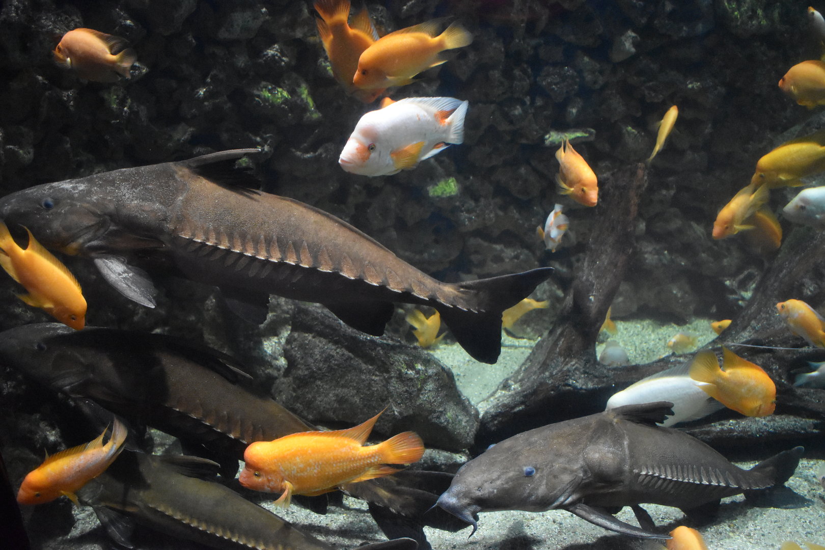 Ripsaw catfish and cichlid tank