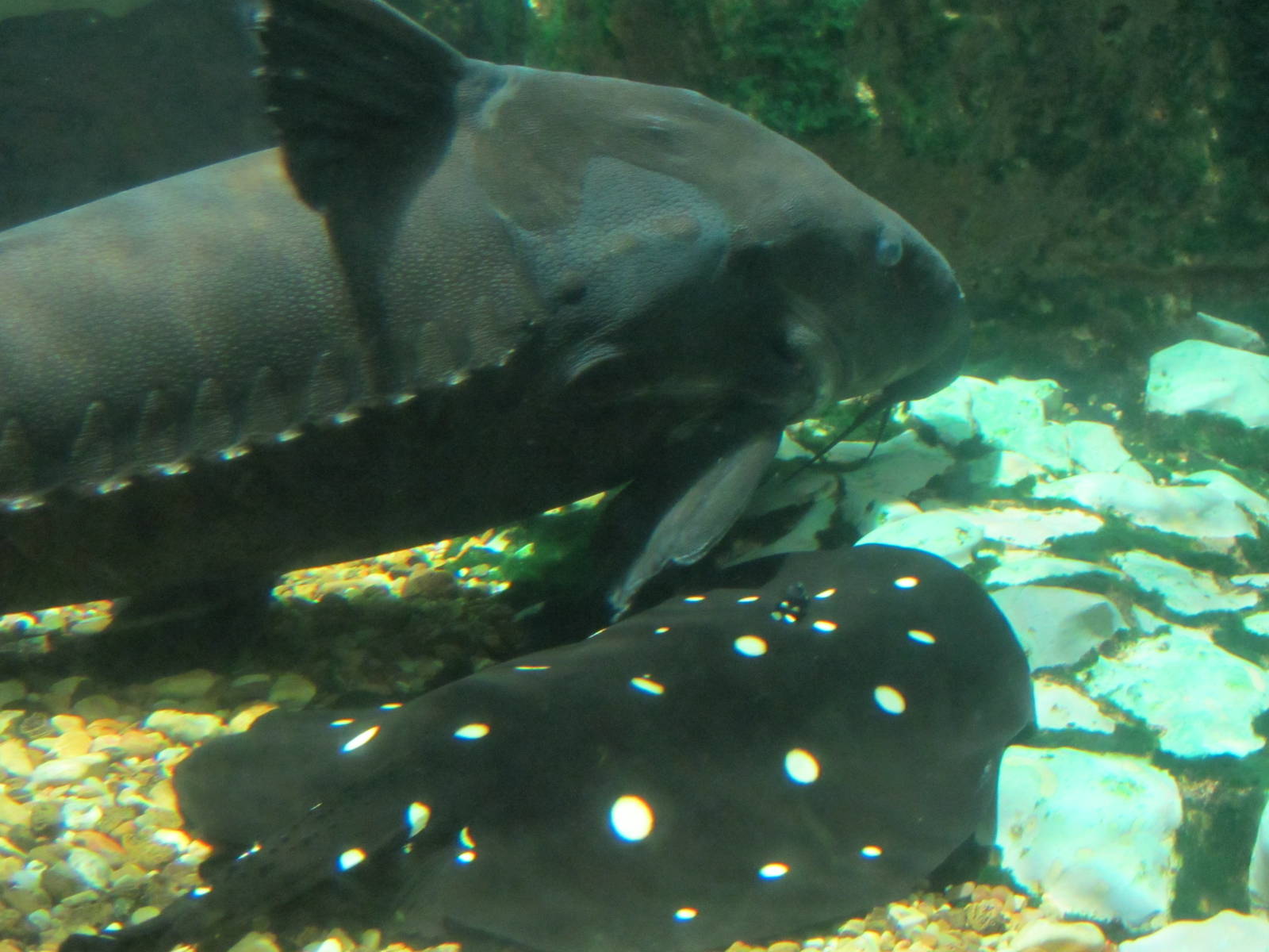 Ripsaw Catfish and White-blotched River Ray