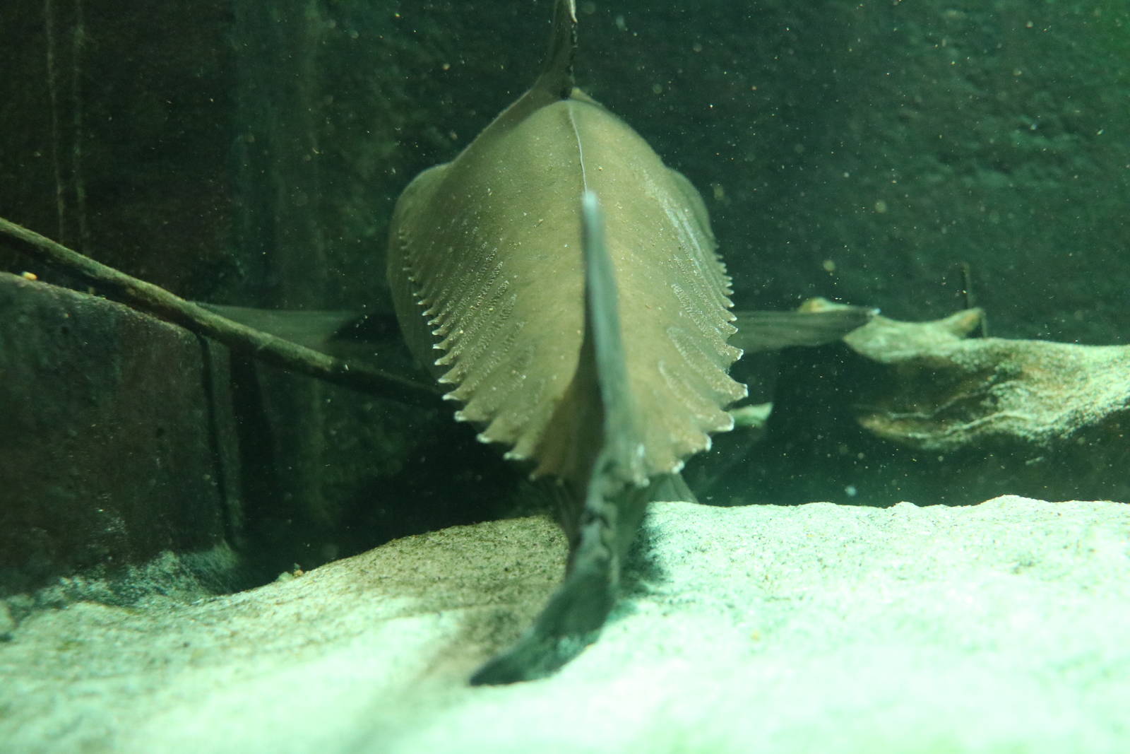 Ripsaw catfish - Bolton Museum, September 2015