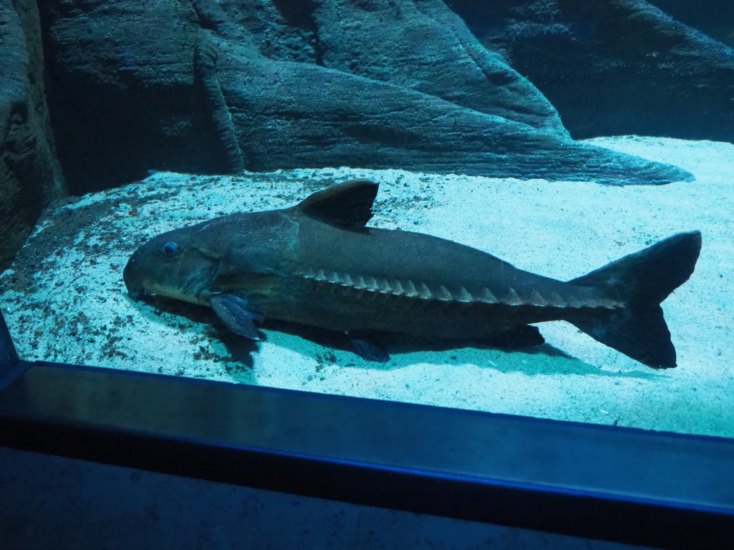 Ripsaw catfish (Oxydoras niger), 2019-04-20