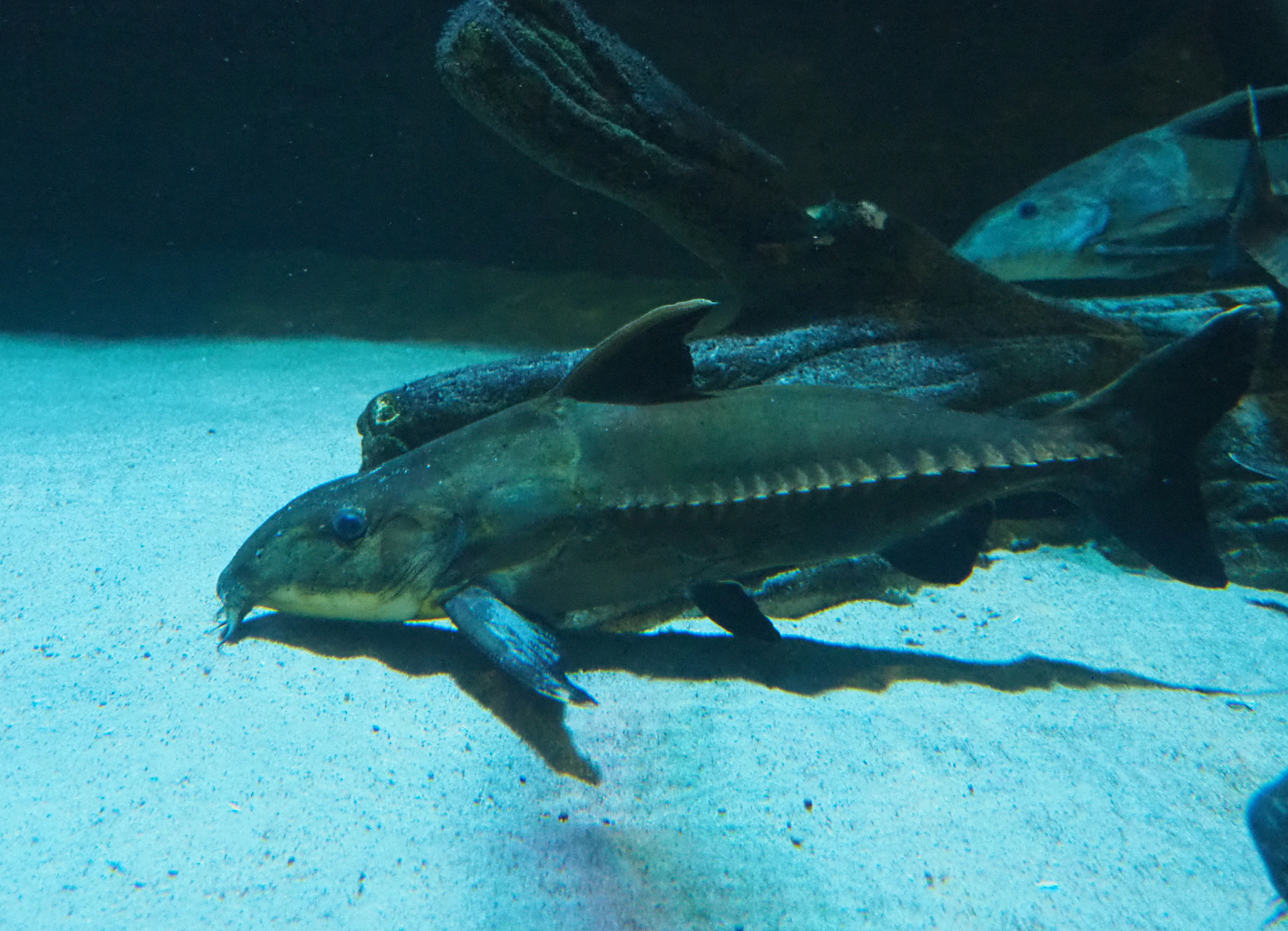 Ripsaw catfish (Oxydoras niger), 2019-12-30