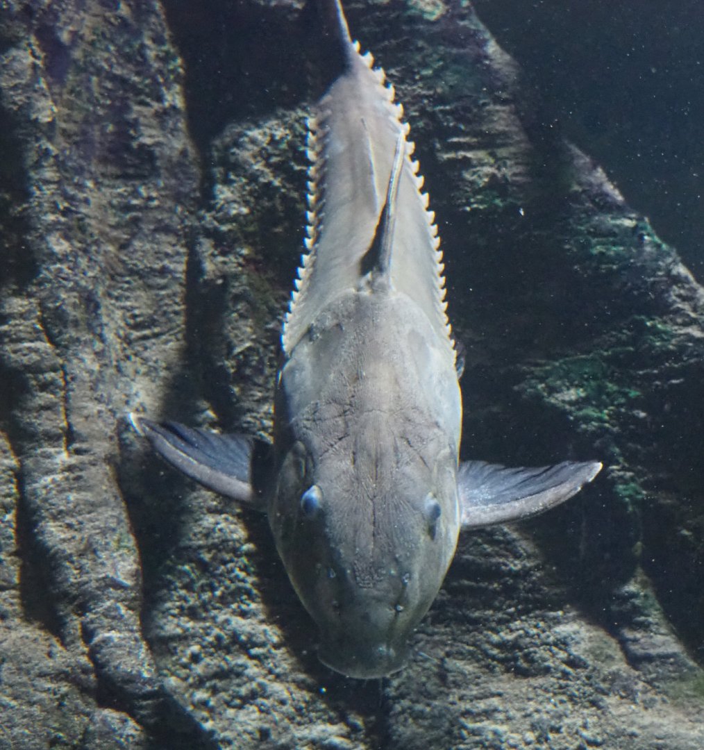 Ripsaw catfish (Oxydoras niger), 2020-09-20