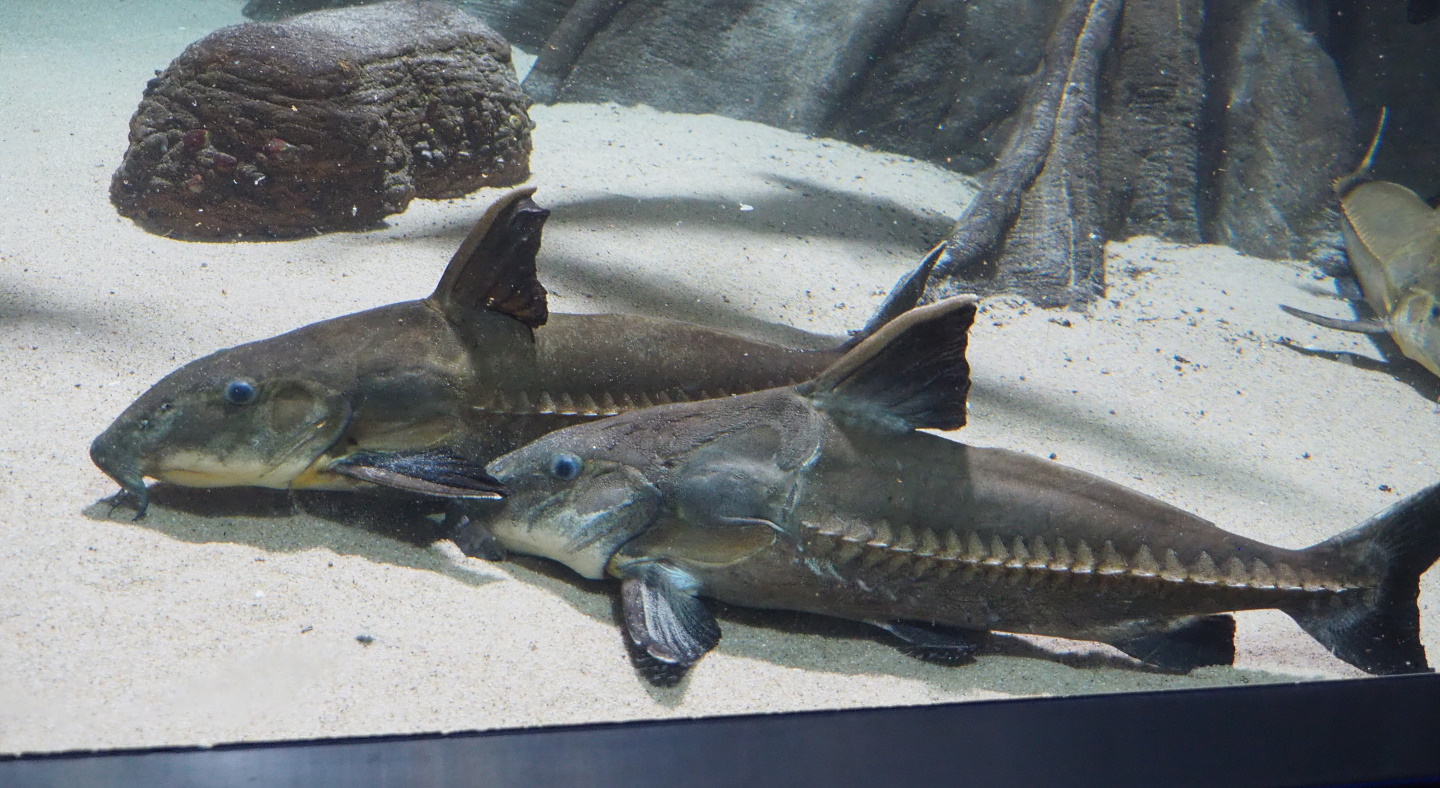 Ripsaw catfish (Oxydoras niger), 2021-07-17