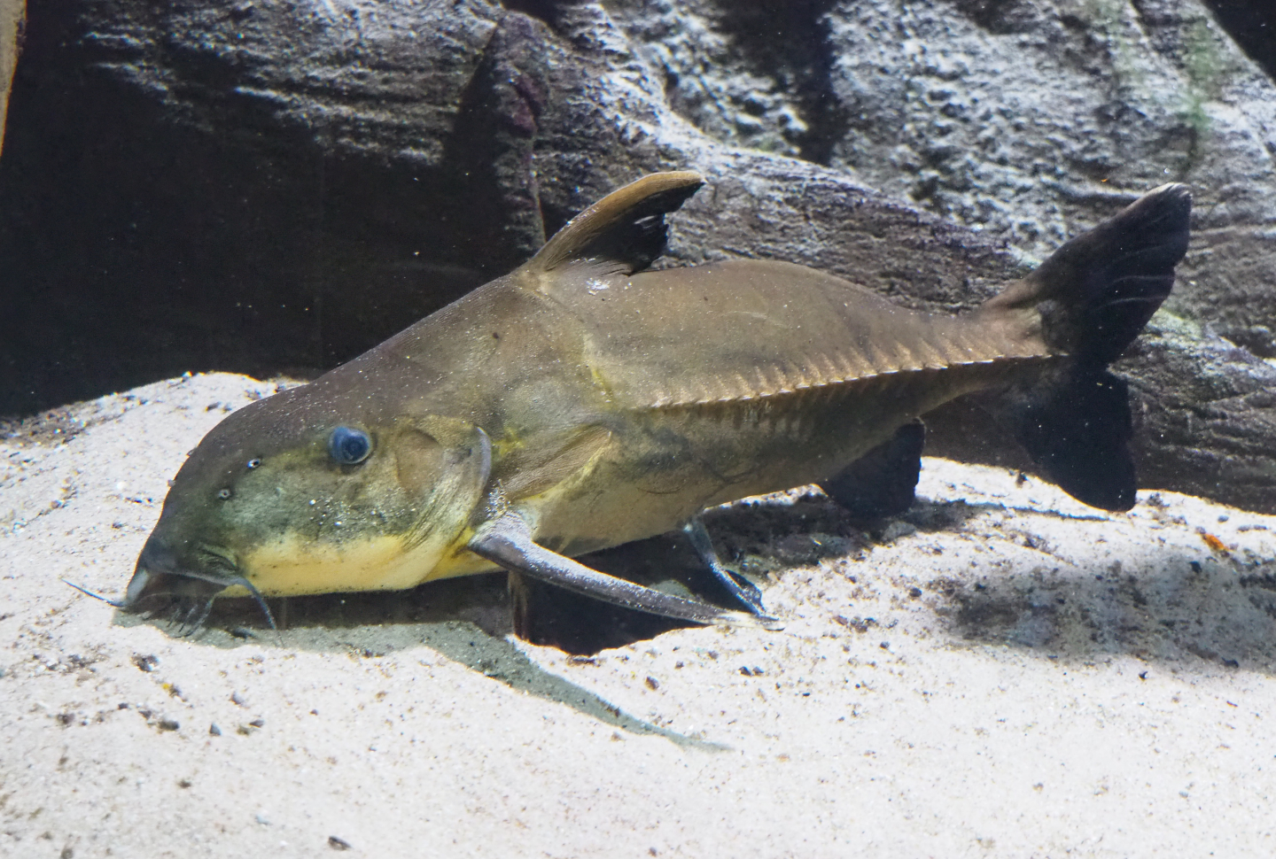 Ripsaw catfish (Oxydoras niger), 2022-03-16