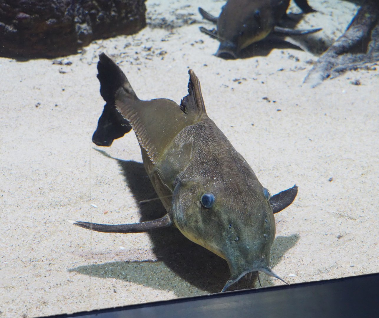Ripsaw catfish (Oxydoras niger), 2022-03-16