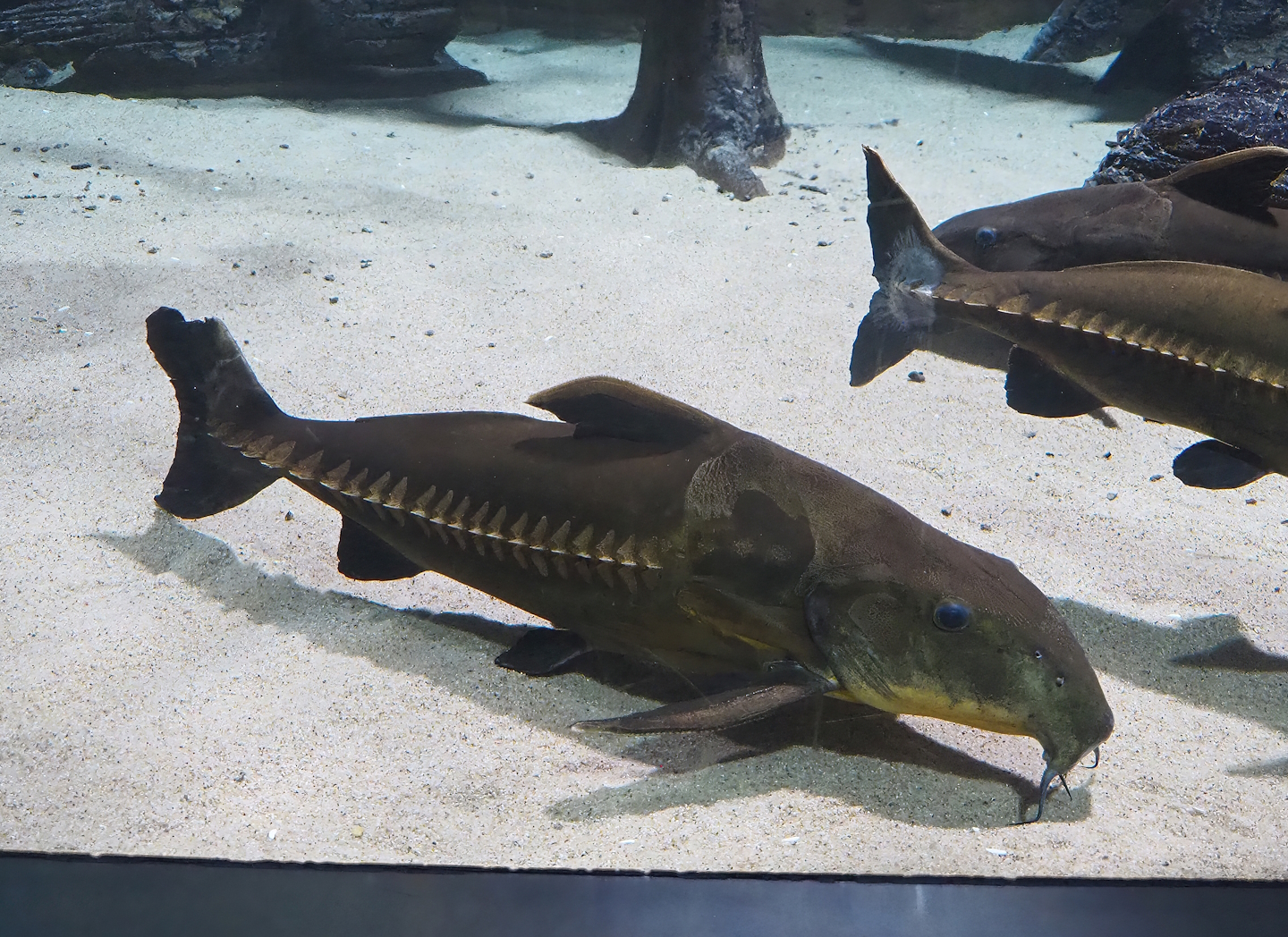 Ripsaw catfish (Oxydoras niger), 2022-08-16