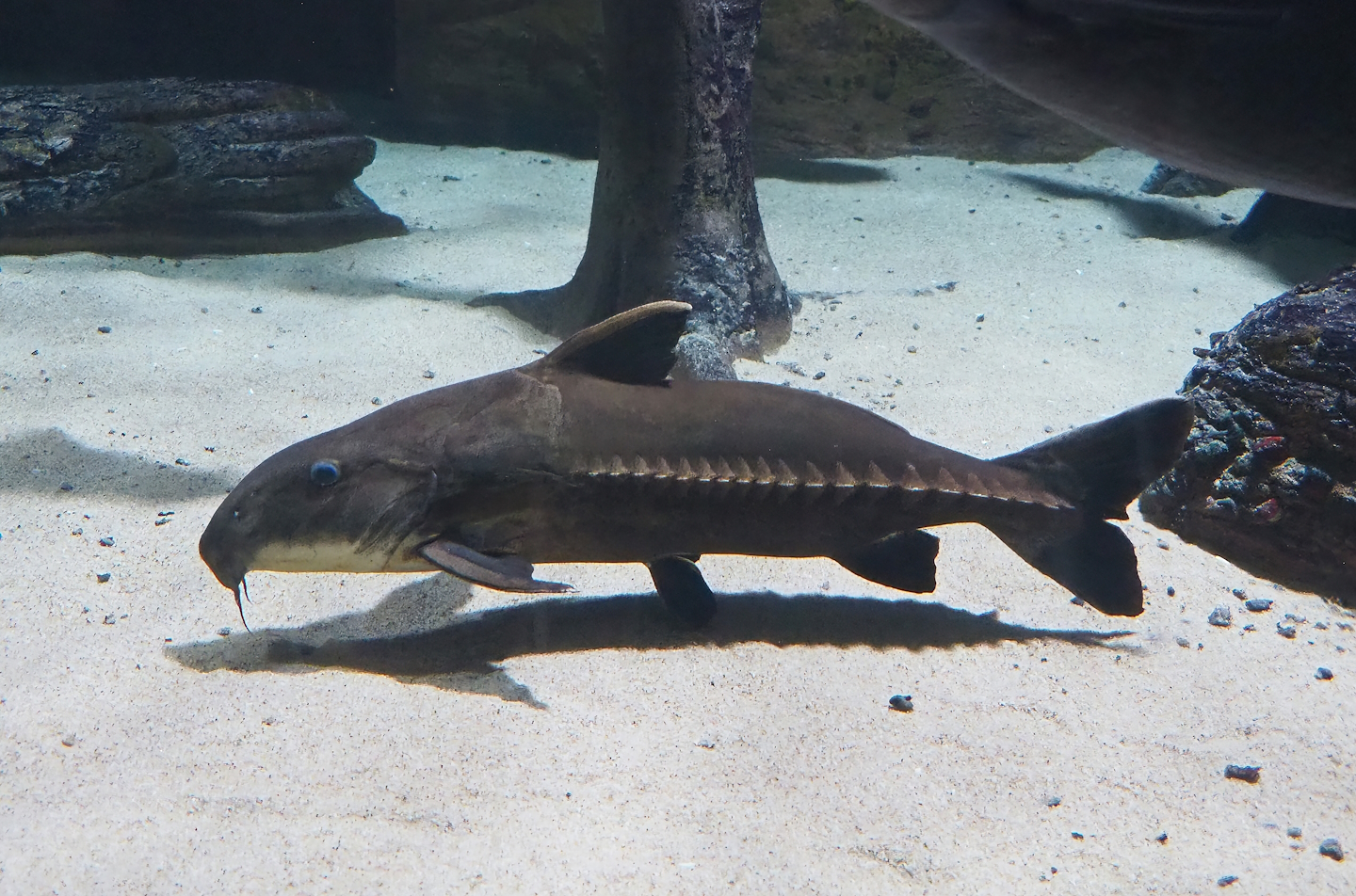 Ripsaw catfish (Oxydoras niger), 2022-08-16