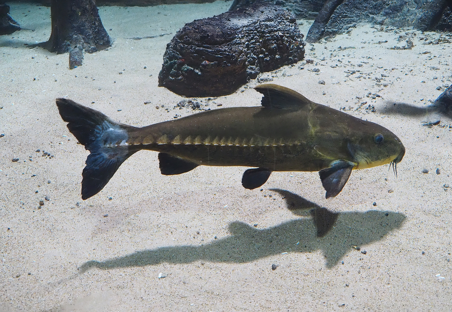 Ripsaw catfish (Oxydoras niger), 2022-09-04