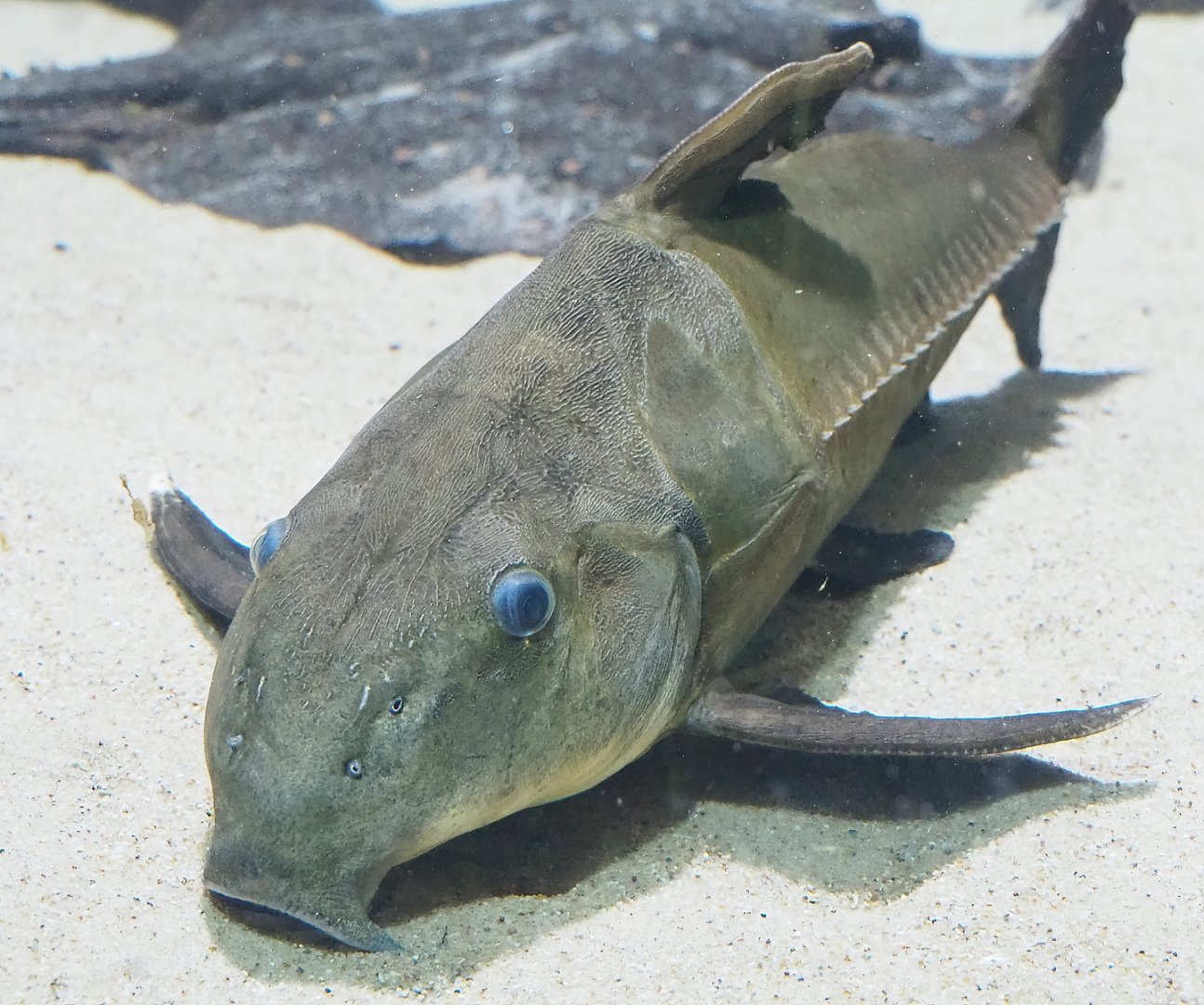 Ripsaw catfish (Oxydoras niger), 2023-07-02