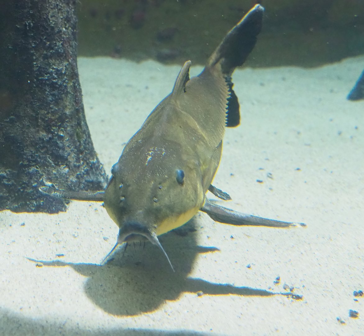 Ripsaw catfish (Oxydoras niger), 2023-07-22