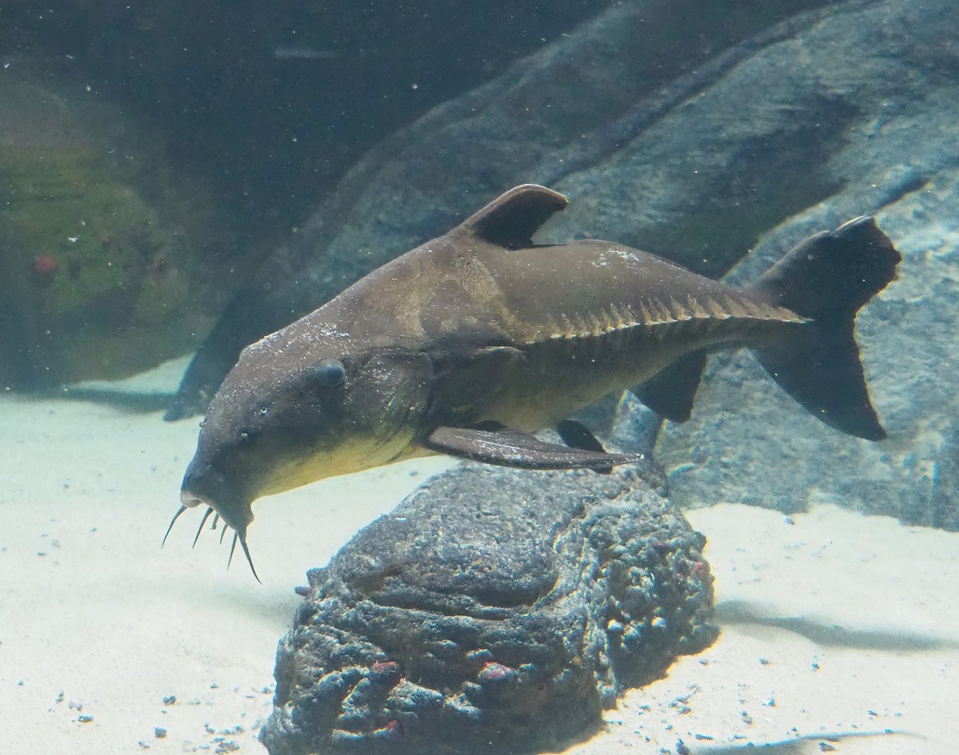 Ripsaw catfish (Oxydoras niger), 2023-07-22