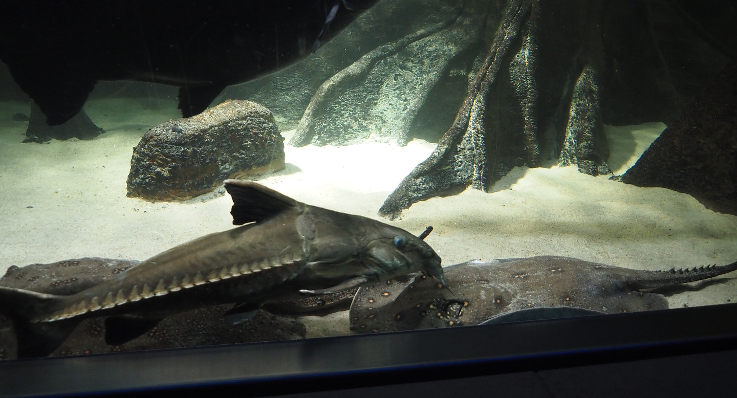 Ripsaw catfish (Oxydoras niger) and Ocellated river stingray (Potamotrygon motoro), 2024-03-09