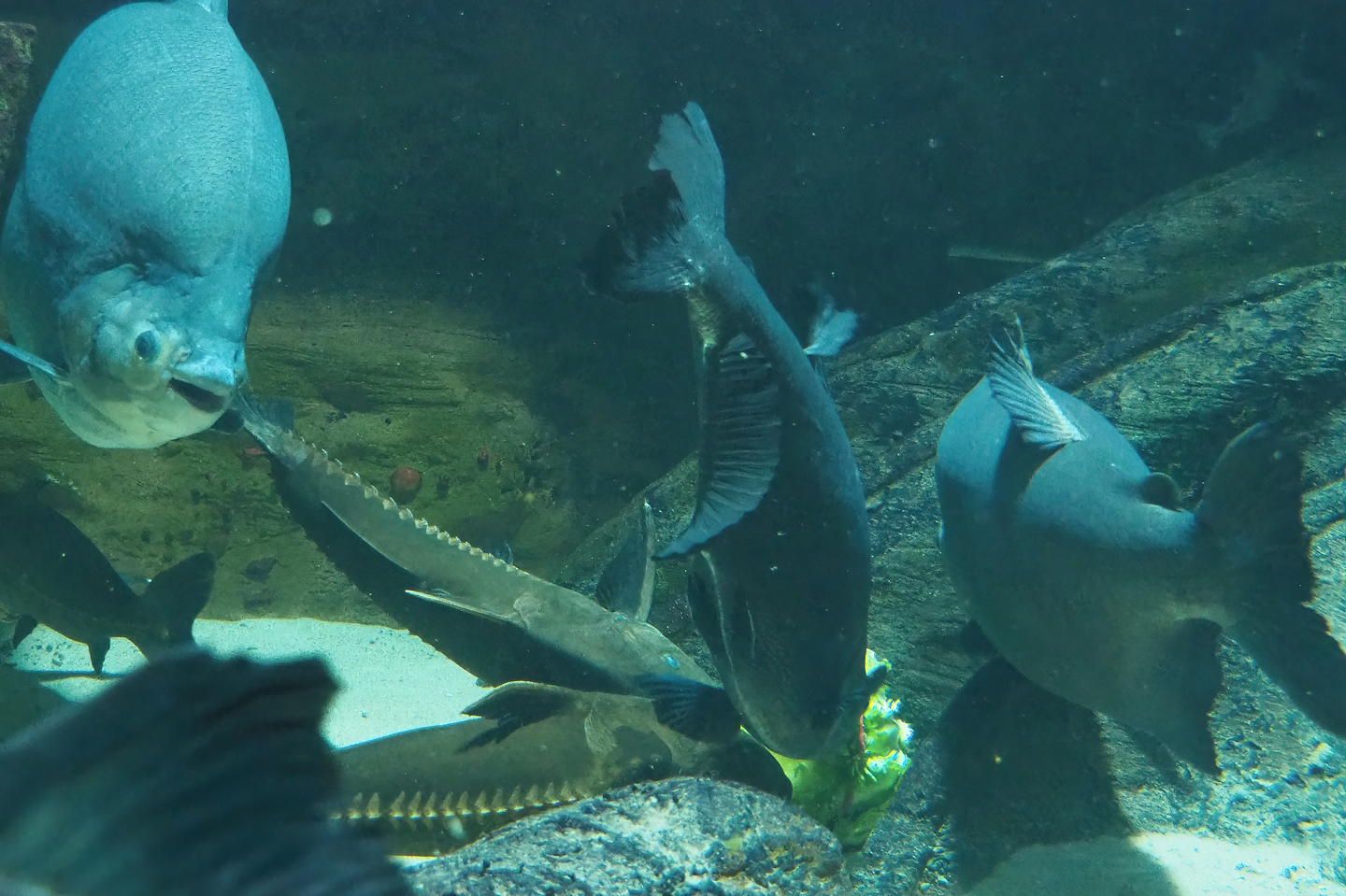 Ripsaw catfish (Oxydoras niger) and Tambaqui (Colossoma macropomum) feeding on weighed-down salad, 2022-10-29