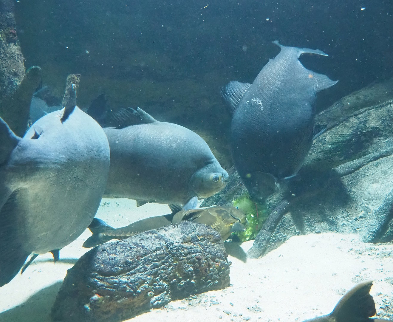 Ripsaw catfish (Oxydoras niger) and Tambaqui (Colossoma macropomum) feeding on weighed-down salad, 2022-10-29