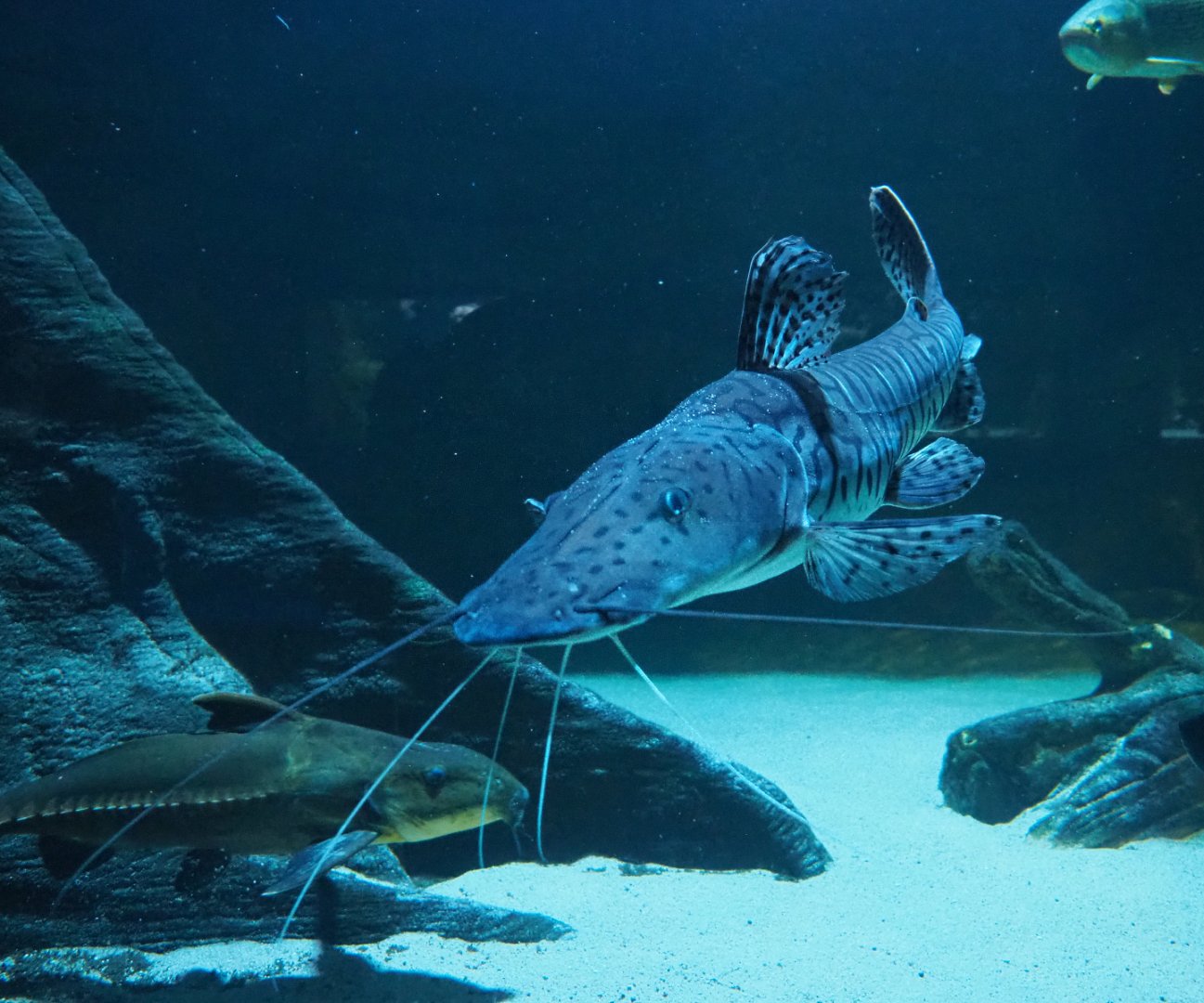 Ripsaw catfish (Oxydoras niger) and Tiger sorubim (Pseudoplatystoma tigrinum), 2019-12-30