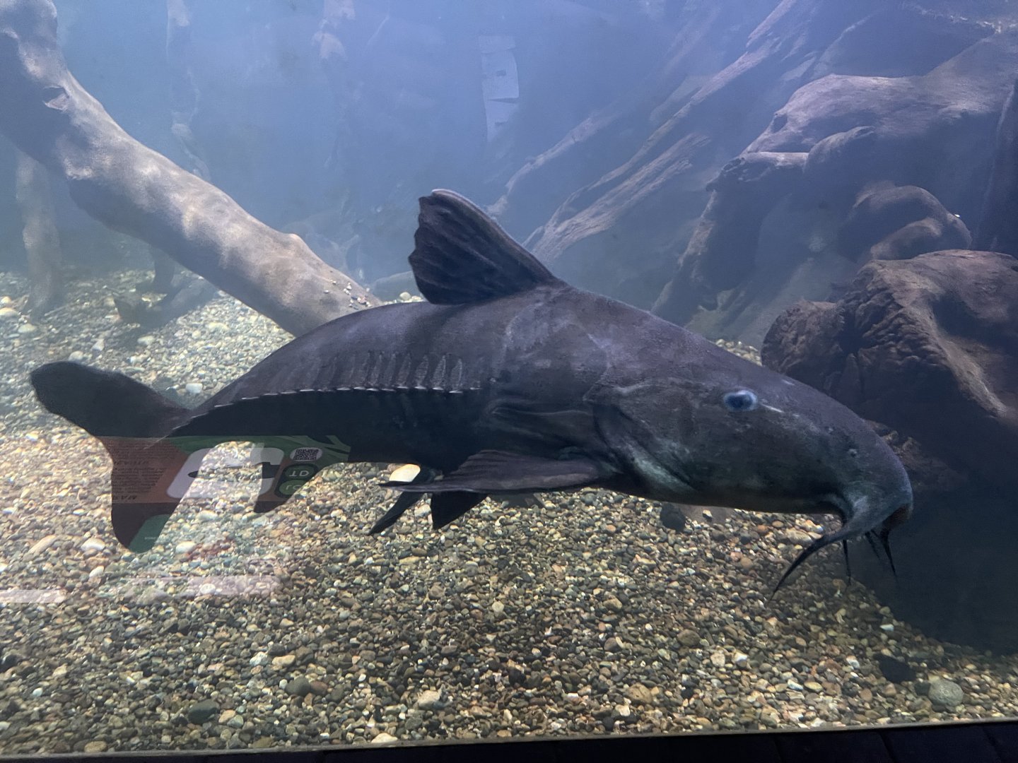 ripsaw catfish (oxydoras niger) - dunia air tawar