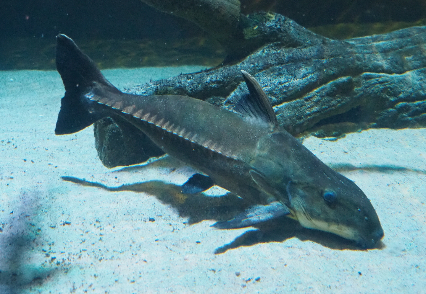 Ripsaw catfish (Oxydoras niger), Feb 27th, 2019