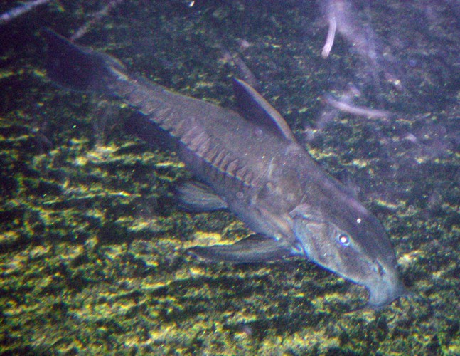 Ripsaw Catfish (Oxydoras niger)