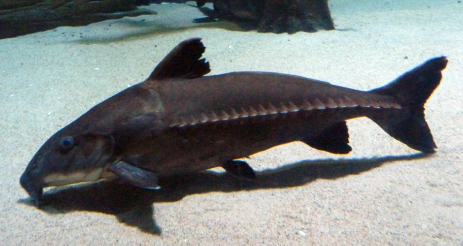 Ripsaw catfish (Oxydoras niger)
