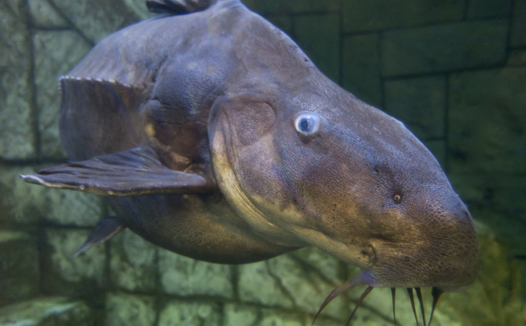 Ripsaw Catfish (Oxydoras niger)