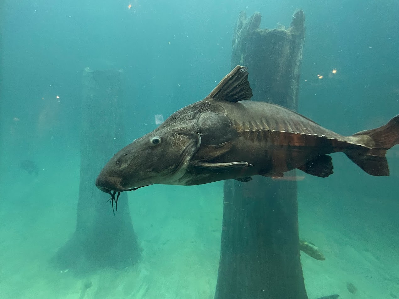 Ripsaw Catfish (Oxydoras niger)