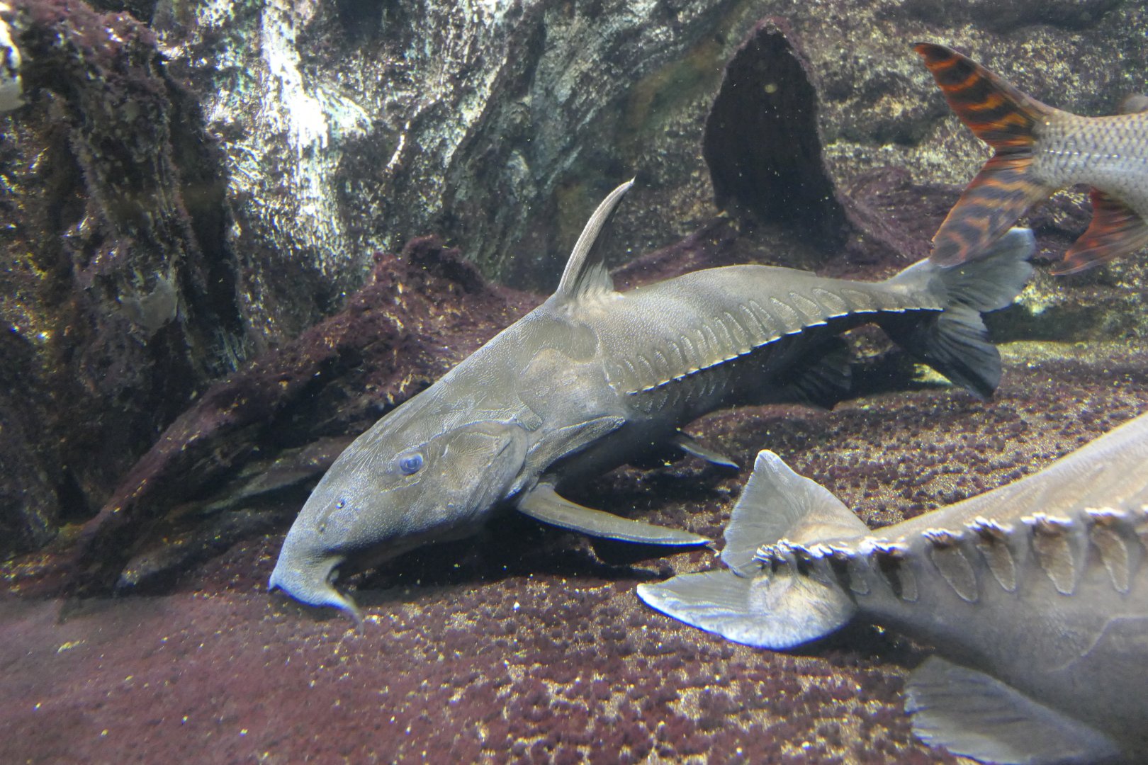 Ripsaw Catfish (Oxydoras niger)