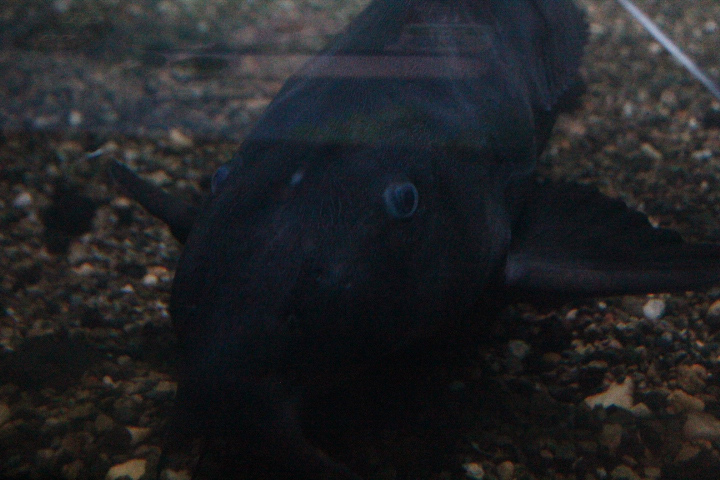 Ripsaw catfish (Oxydoras niger)